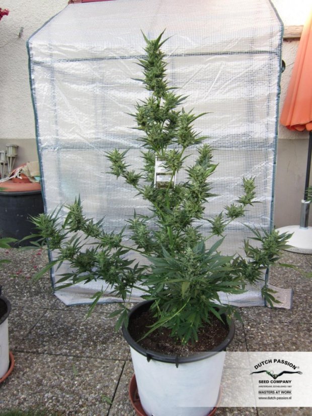 PolarLight  3®- autoflowering semienka 7ks Dutch Passion