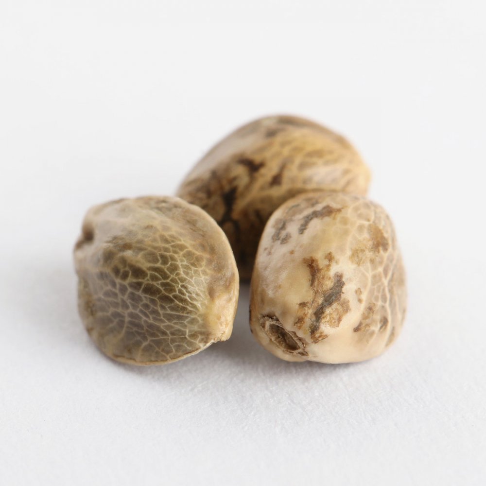 7cd70aeb8d6f32308759a1510209e1c2-cannabis-seeds.jpg