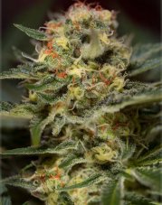 Jack 47 Fast Version - Feminized Seeds 10 Pieces of Sweet Seeds