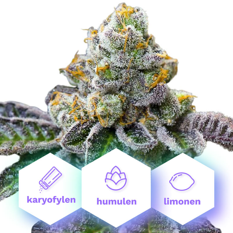 Girl Scout Cookies - feminizované semená 3 ks Cannapio