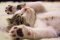 CBD and Cognitive Functions in Cats