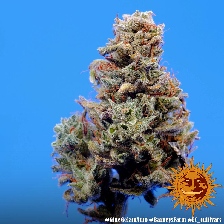 Glue Gelato Auto - autoflowering semena marihuany 5 ks Barney´s Farm