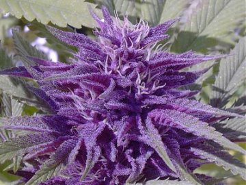 Purpurowe konopie