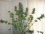 Mohan Ram Auto – 3 ks autoflower semena Sweet Seeds