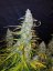 Californian Snow Auto - autoflowering marijuana seeds 3 pcs Fast Buds