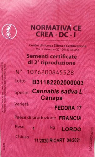Fedora 17 - technické konopí 25 ks Cannapio