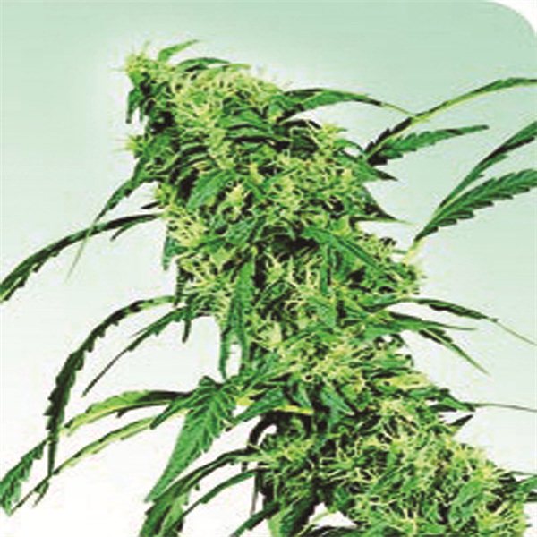 Fruity Juice - semínka 10 ks standardizovaná Sensi Seeds