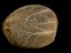 Critical + 2.0 - autoflowering seeds 5ks, Silent Seeds