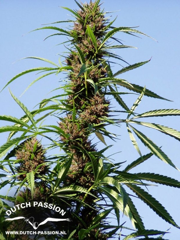 Purple 1 - feminized seeds 5 pcs Dutch Passion