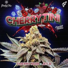 Perfect Tree Seeds Cherrytini S1 feminizované semená, materská línia
