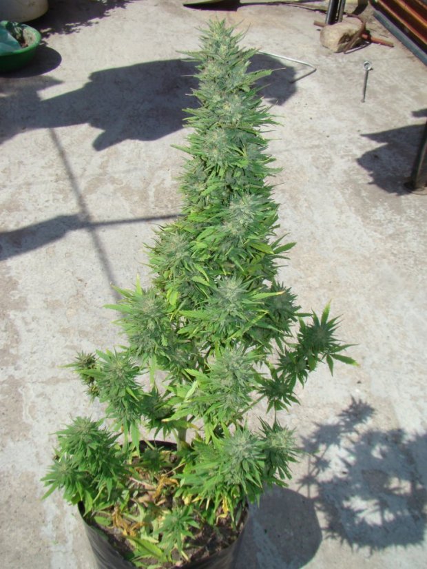 AutoDurban Poison®- autoflowering semienka 3ks Dutch Passion