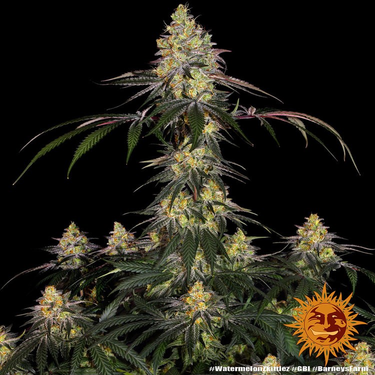 Watermelon Zkittlez - feminizovaná semínka 3 ks Barney´s Farm