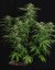 Apollo F1 - samonakvétacie semená 3ks, Royal Queen Seeds