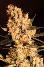 Jamaican Dream - 9 feminizowanych nasion Eva Seeds