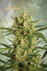 Super Strains Crackers samičie semená