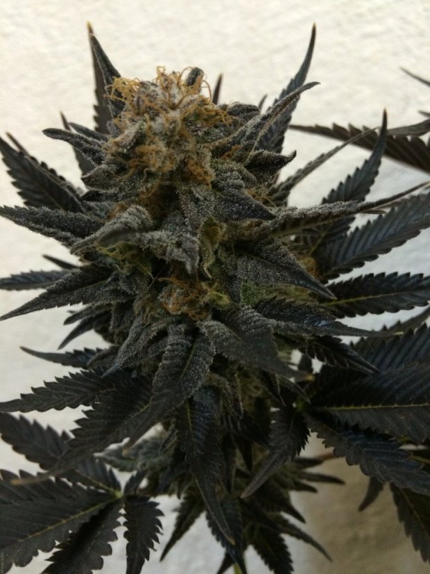Blue Velvet® - feminizovaná semínka 3ks Dutch Passion