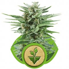 Easy Bud - fem. And the self-sacrificial seeds of Royal Queen Seeds