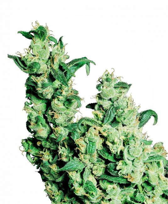 Jack Herer - semená 5 ks feminizovaných semien Sensi Seeds