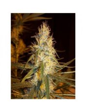 Pink Floyd 18szt Regular Seeds Miło