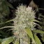 Super Critical Auto - samonakvétací semena 10 ks Green House Seeds