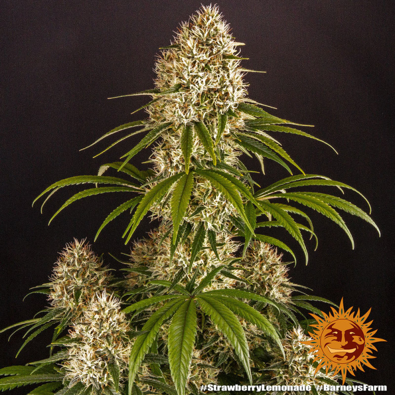 Strawberry Lemonade - feminizovaná semená marihuany 3 ks Barney´s Farm