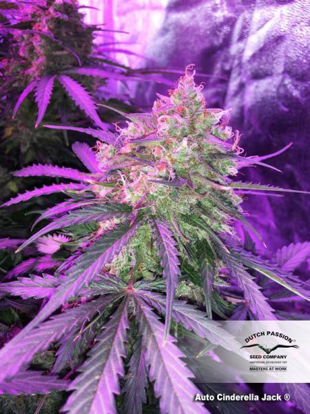 Auto Cinderella Jack® - fem. a samonakvétacie semienka 3 ks Dutch Passion