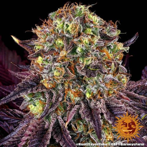GELATO 45 feminizované semienka 3 Ks