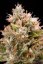 Chemdawg - feminizovaná semienka 5ks Humboldt