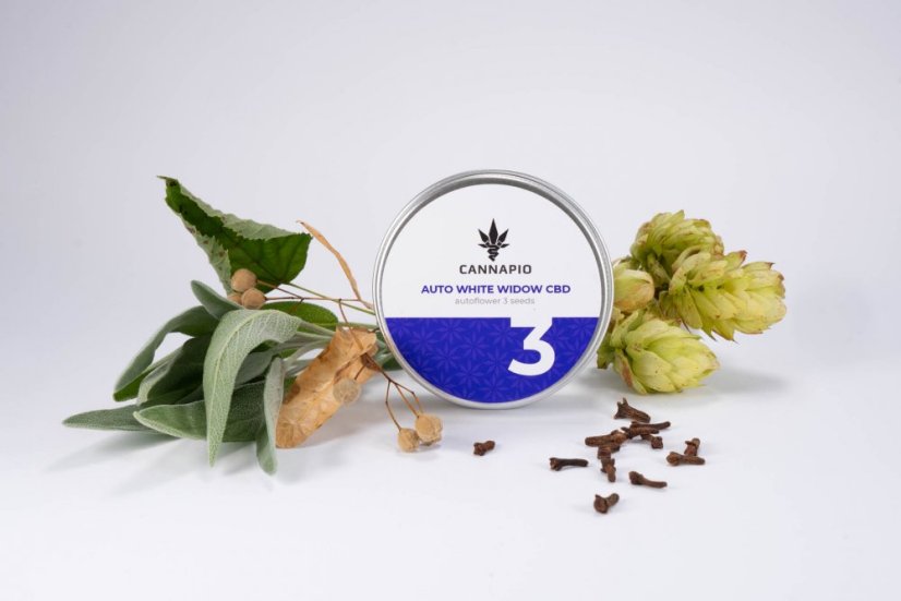 Auto White Widow CBD - selbstblühende Samen 3 Stück Cannapio