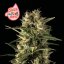 Juicy Zkittlez Auto - Autoflowering Marihuana Samen, 3Stck Seedsman
