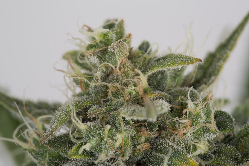 O.G. Kush Auto - fem. a autoflowering semienka 3ks Dinafem