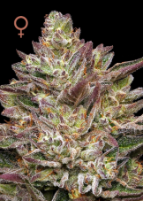 Humboldt Seed Company Guzzlerz Feminized Seeds