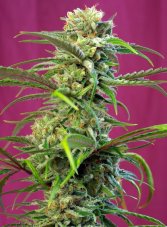 Sweet Seeds Sweet Thai nasiona feminizowane