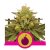 Royal Domina - nasiona feminizowane 5 szt Royal Queen Seeds