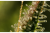 Cannabis-Genetik