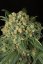 Big Kush - 3 feminizowane nasiona Dinafem