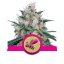 Honey Cream - feminizowane nasiona 10ks Royal Queen Seeds