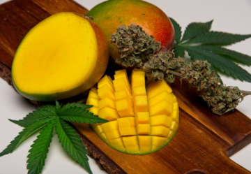 Mircene nella Cannabis: Il Terpene Più Importante