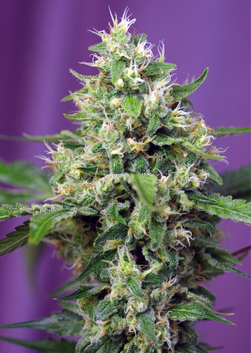 Blow Mind Auto - feminizovaná a samonakvétací semínka 5 ks Sweet Seeds