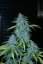 Veneno - 9ks feminized semená Eva Seeds