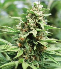 Humboldt Seed Company Apricot Papaya feminisierte Samen