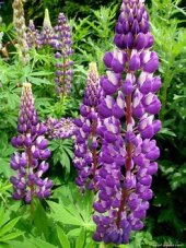 Lupine (Lupinus polyphyllus) Seeds, Color Mix
