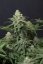Wedding Cheesecake FF - feminizované semená marihuany 3 ks Fast Buds
