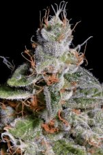Paradise Seeds Original Cheese feminizovaná semena
