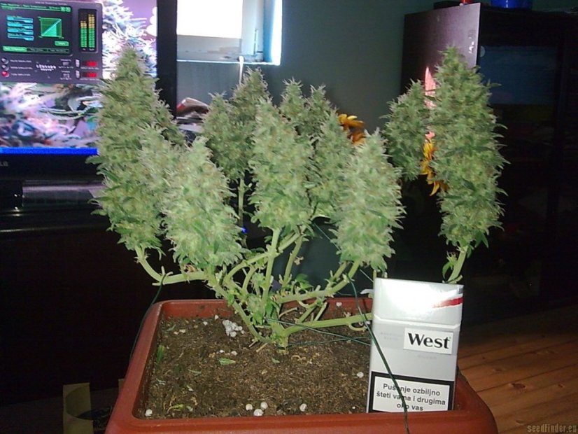 Critical - feminizovaná semínka 10 ks Royal Queen Seeds