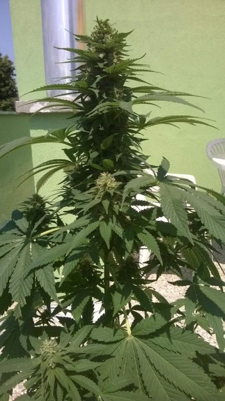 Bubble Gum Auto - 5 autoflowering semen Fair Seeds