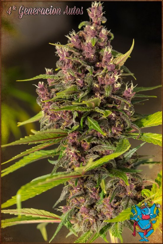 Bloody Skunk Auto - samonakvétací semínka 5 ks Sweet Seeds