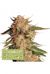 Blue Moby Auto - autoflowering semena marihuany HumboldtXSeedstockers 5 ks