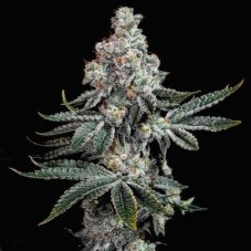 Ethos Genetics Grandpas Cookies R2V1 feminizované semená