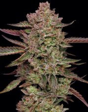 Humboldt Seed Company Gazzurple feminizovaná semena